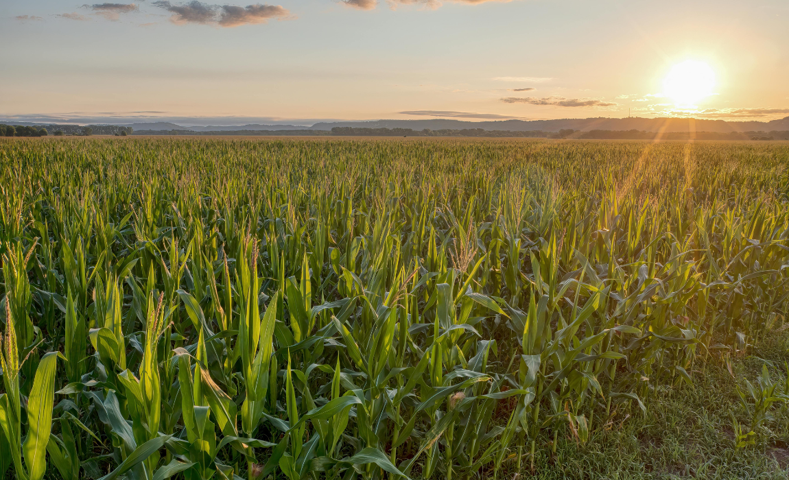 PIB da agropecuária cresce 11,7% e impulsiona resultado da economia em 2025