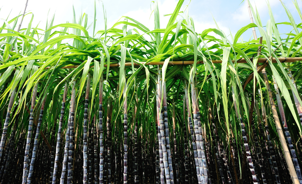 Zoneamento de Risco Climático da cana-de-açúcar é revisado e atualizado