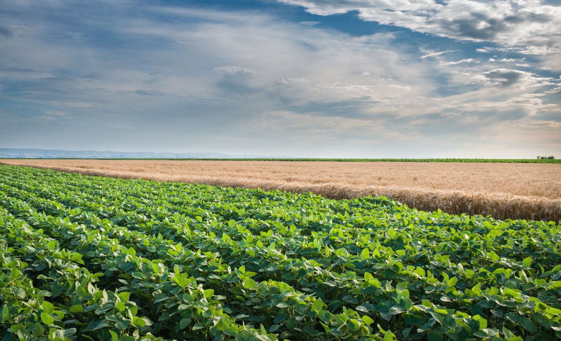 LCAs seguem como a maior fonte de recursos direcionados ao financiamento privado do agronegócio