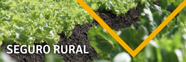 banners-planosafra v2-01.png