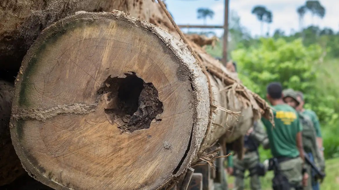 Pecuarista que desmatou Amazônia pagará R$ 514 mil por danos morais coletivos