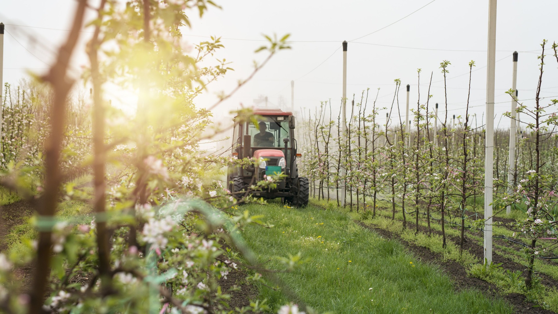 Tribunal suspende avaliação gratuita de herbicida pelo Ibama
