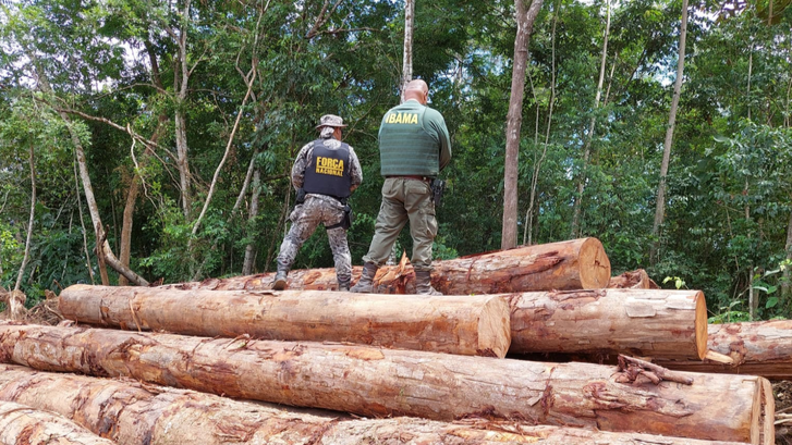 AGU restabelece multa ambiental de R$ 6 milhões a madeireira no Paraná