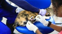 Animal comunitário da UFS recebe vacina antirrábica_Adilson Andrade_Ascom UFS.jpeg