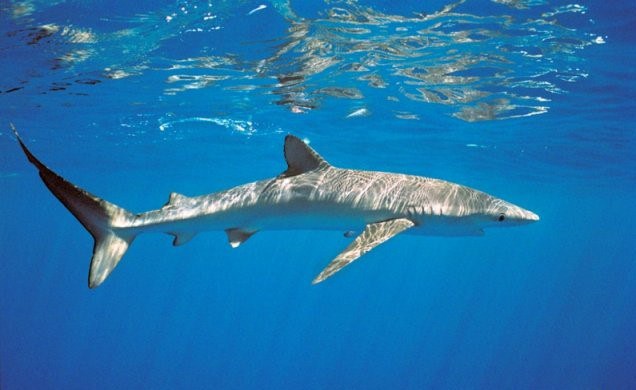 tubarao azul-tamar-icmbio.jpg