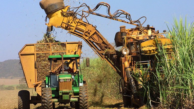 Cana de Acucar Foto Divulgacao Agencia Brasil.jpeg