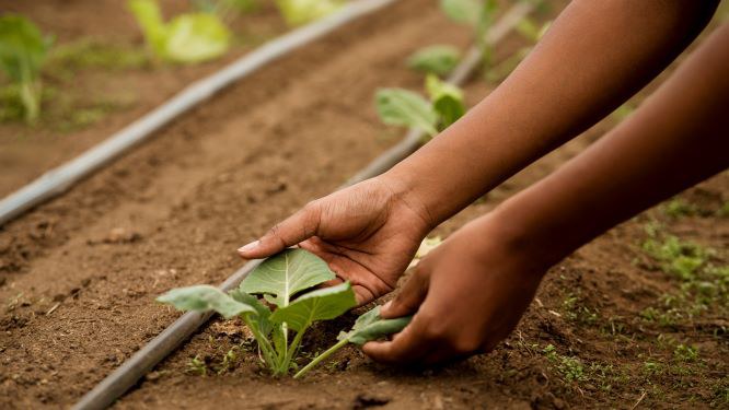 Assentamento Freepik.jpg