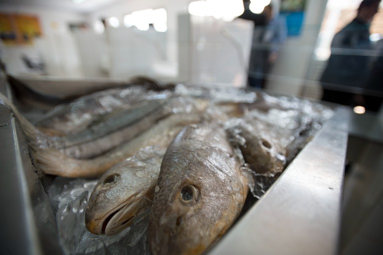 AGU comprova validade de multas aplicadas pelo Ministério da Agricultura e Pecuária a empresa de pescados