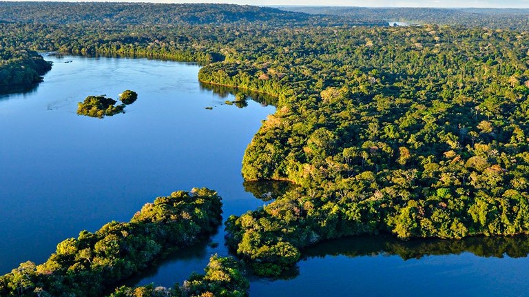 floresta amazonica.jpeg