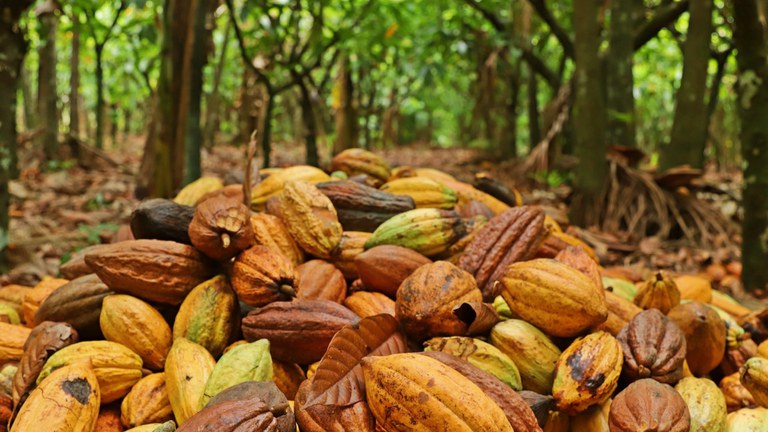 Cacau_Ronaldo Rosa_Portal Embrapa.jpg