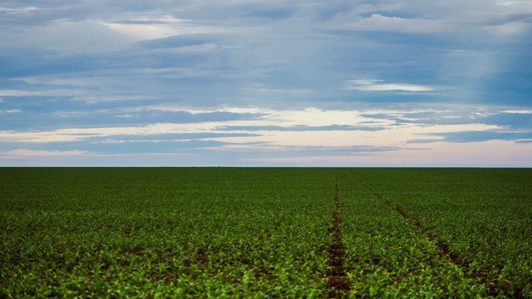 Área de plantação de soja próxima ao município de Brasnorte noroeste de Mato Grosso Marcelo Camargo Agência Brasil.jpg