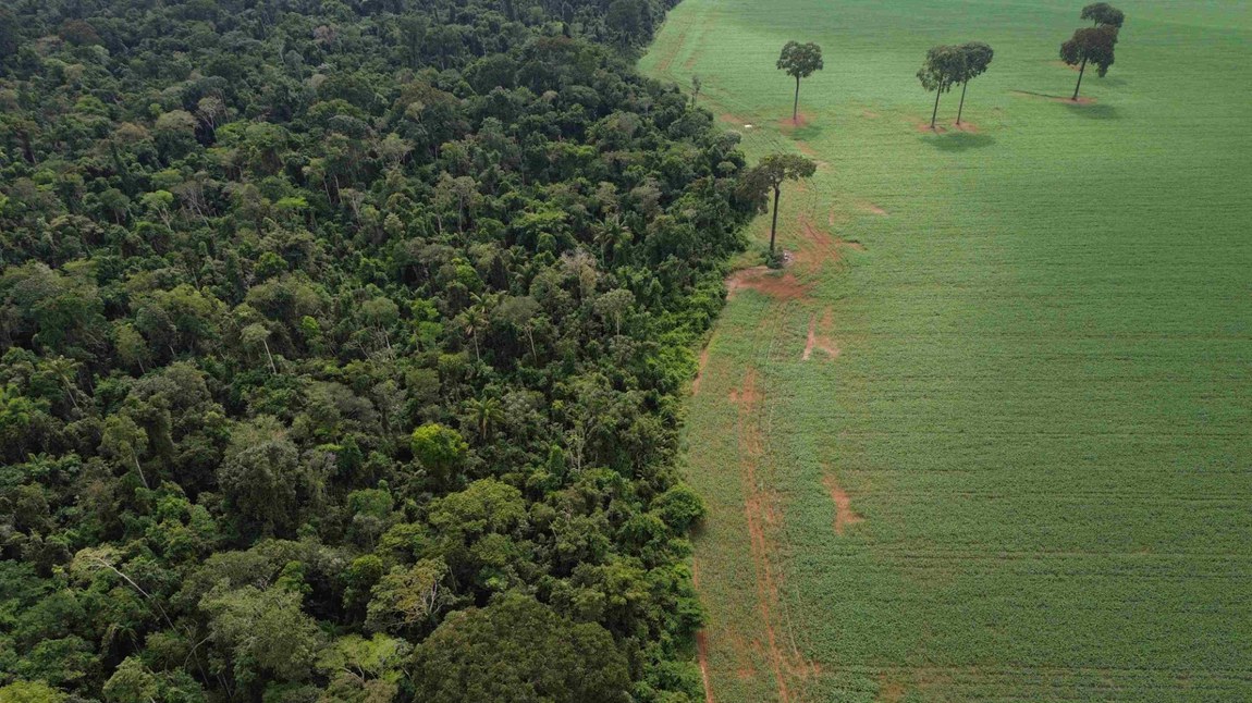 Justiça Federal mantém sanção de R$ 5 milhões aplicada pelo Ibama a um particular por impedir a regeneração natural de floresta na região