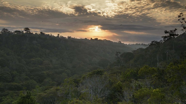 PARNA pau brasil.jpg