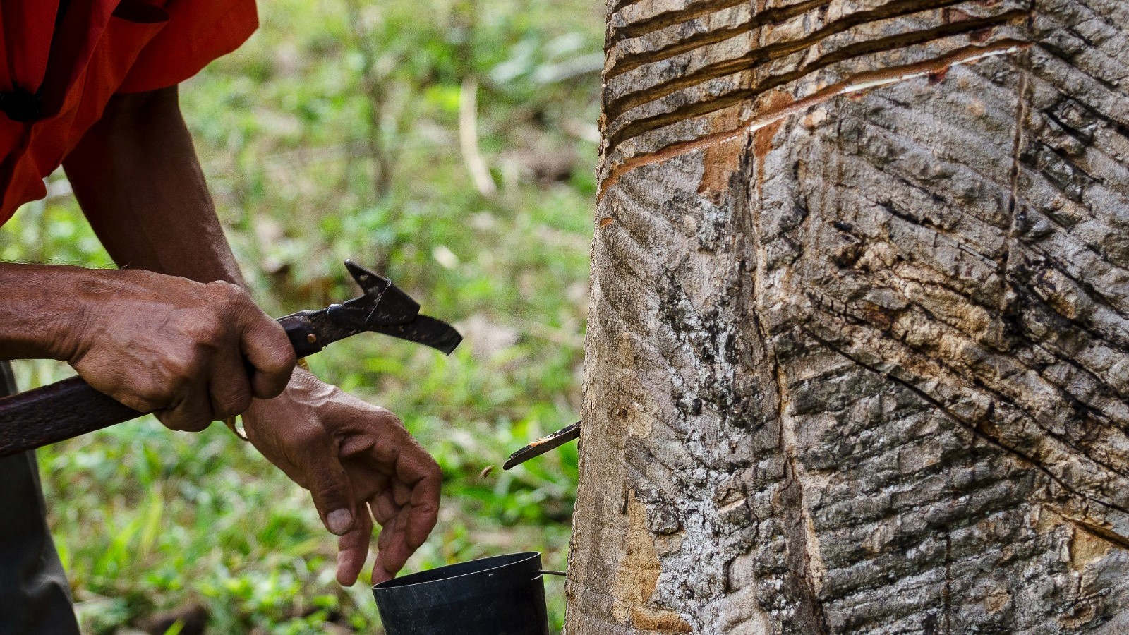 Acordo firmado pela AGU encerra ação do MPF contra o instituto, garante segurança jurídica às famílias tradicionais e fortalece o combate à grilagem