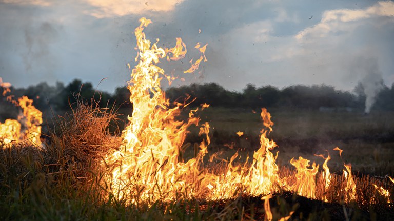 incêndio florestal-Freepik.jpg