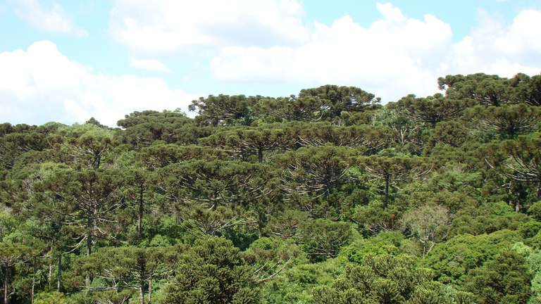 ESEC Mata Preta_ICMBio.jpeg