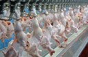 Abatedouros-de-frango_Lucas-Scherer-Embrapa-Suinos-e-Aves.jpg