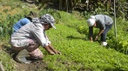 Reforma agrária_AgênciaBrasil.jpg