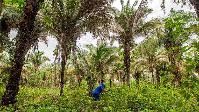 Resex Mata Grande_ICMBio.jpeg
