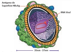 Hepatite D