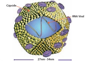 Hepatite E
