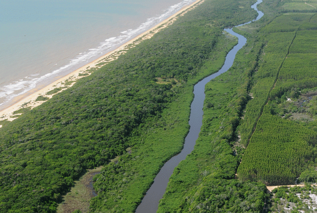 Floresta Atlântica do Parque Estadual de Itaúnas (ES)