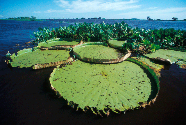 Rio Paraguai (MT) - Zig Koch / Banco de Imagens ANA
