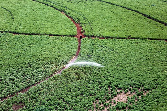 Irrigação por aspersão em Batatais (SP)