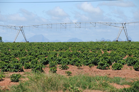 Irrigação por pivôs centrais