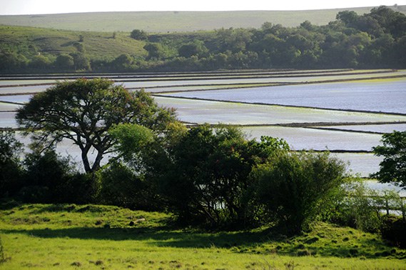 Plantação de arroz no Rio Grande do Sul