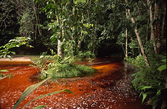 Nascente na Amazônia em Presidente Figueiredo (AM)