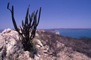 sfrn_125-ba104-vegetacao-tipica-da-regiao-e-lago-da-represa-de-sobradinho-ba-zig-koch.jpg