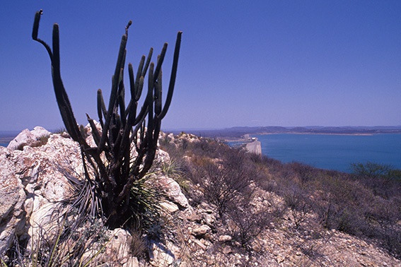 sfrn_125-ba104-vegetacao-tipica-da-regiao-e-lago-da-represa-de-sobradinho-ba-zig-koch.jpg