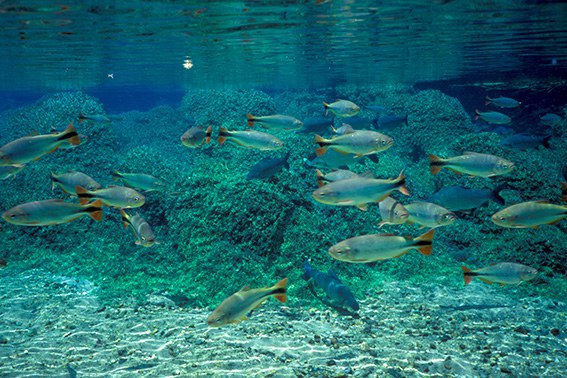 Peixes no rio Olho d'Água em Bonito (MS)