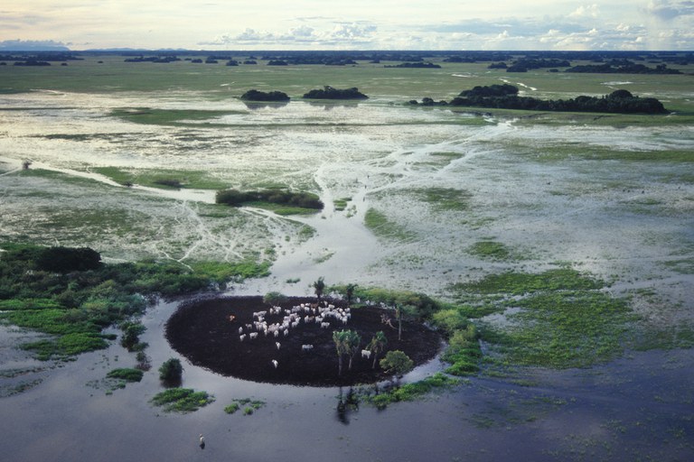 Gado ilhado durante período de cheia no Pantanal nas proximidades de Corumbá (MS)