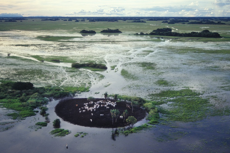 Gado ilhado durante período de cheia no Pantanal nas proximidades de Corumbá (MS)