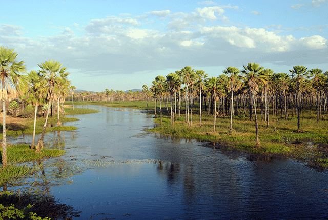 Região alagada em Parú (RN) - Zig Koch / Banco de Imagens ANA