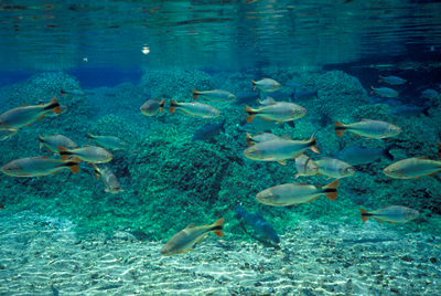 Rio Olho D´Água (MS) - Zig Koch / Banco de Imagens ANA