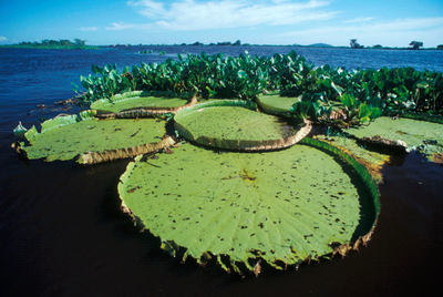 Rio Paraguai (MT) - Zig Koch / Banco de Imagens ANA
