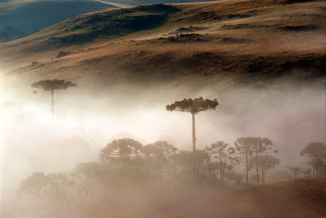 Bom Jesus (SC) - Zig Koch / Banco de Imagens ANA