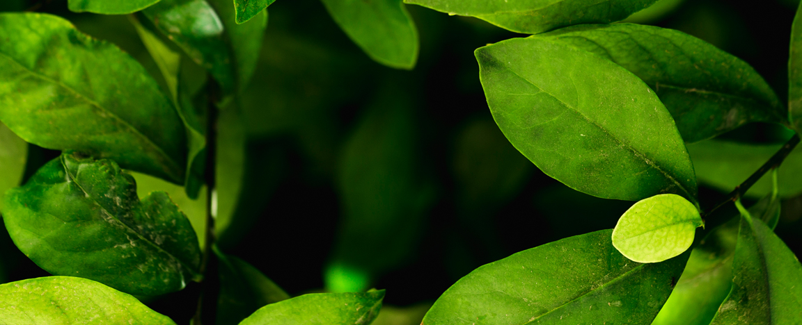 Seminário Pré-COP30 - O Papel do Setor de Telecomunicações/TIC na Ação Climática e Workshop ANATEL-BID