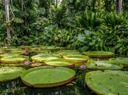 Imagem estudo Amazônia.jpeg