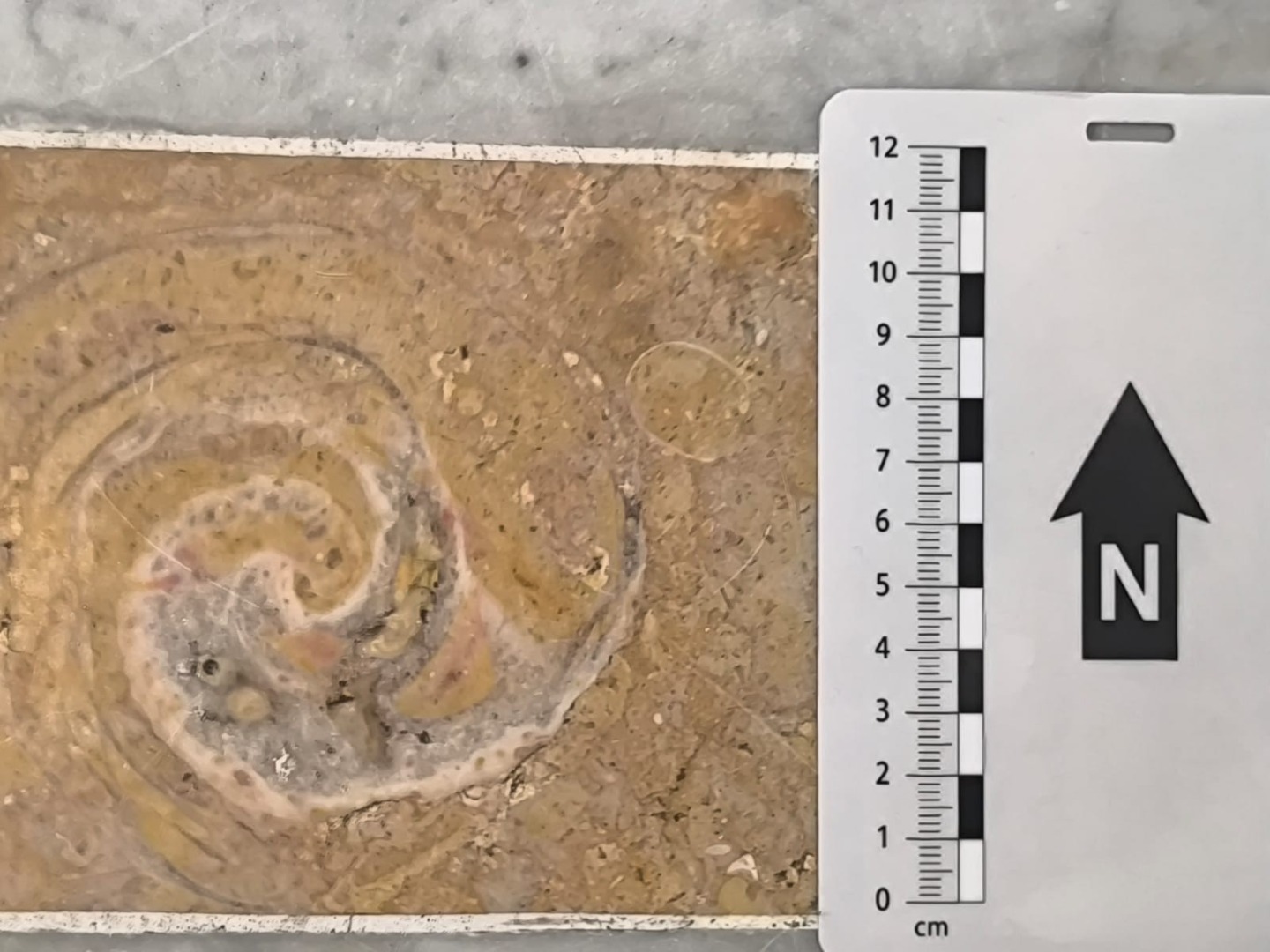 Fossil 1
