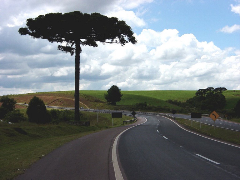 Araucaria_Rodovia.jpg