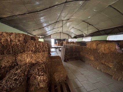 imagem - tabaco.jpg