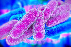 Manuais de microbiologia clínica