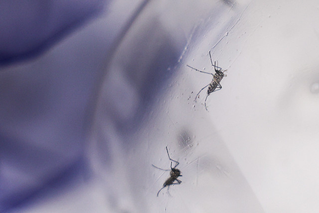 Anvisa revisa enquadramento de artigos repelentes para acompanhar novas tecnologias