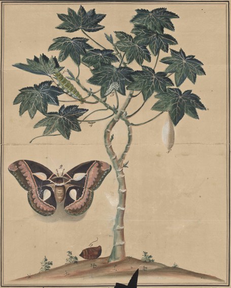 Ciclo de produção do bicho da seda