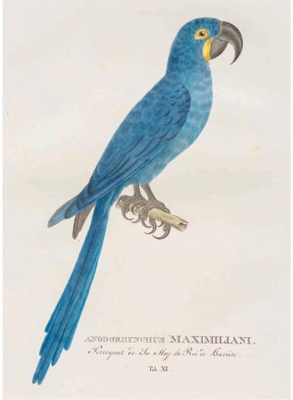 Arara Azul. Litogravura de Johann Baptist von Spix (1824), com a descrição de Anodorhynchus Maximiliani: O Papagaio da Sua Majestade Rei de Bavieira