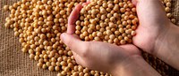 CADE imposes interim measure on Soy Moratorium